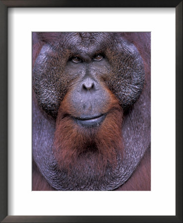 Orangutan Male, Tanjung National Park, Borneo by Theo Allofs Pricing Limited Edition Print image