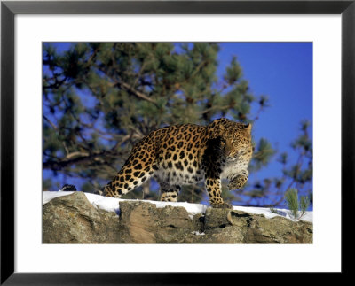 Amur Leopard, Panthera P Orientalis by Robert Franz Pricing Limited Edition Print image