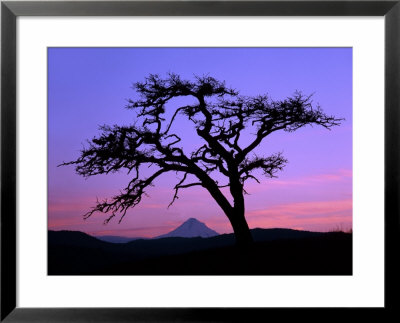 Windswept Pine Tree Framing Mount Hood At Sunset, Columbia River Gorge National Scenic Area, Oregon by Steve Terrill Pricing Limited Edition Print image