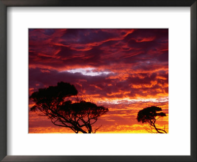 Trees Silhouetted By Sunset At Mundrabilla, Australia by Diana Mayfield Pricing Limited Edition Print image