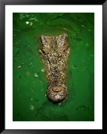 Crocodile In Green Water, Malaysia by Michael Aw Pricing Limited Edition Print image