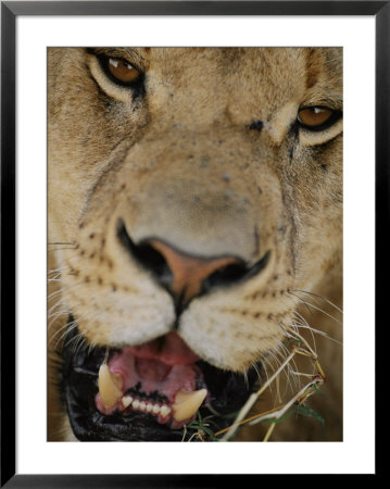 An Close Portrait Of A Lion by Tom Murphy Pricing Limited Edition Print image