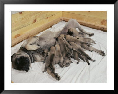 A Good View Of About A Dozen Mastiff Puppies Feeding From Their Mother by Joseph H. Bailey Pricing Limited Edition Print image