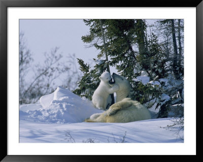 A Polar Bear Cub Plays With Its Resting Mother Near A Snow Drift by Norbert Rosing Pricing Limited Edition Print image