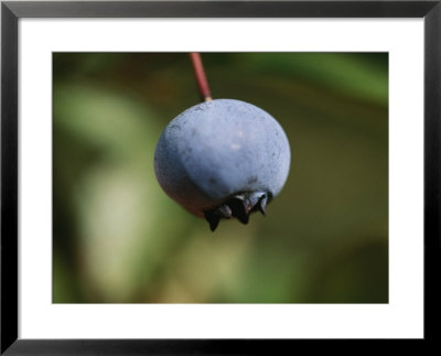 A Close View Of A Blueberry Still On The Stem by Bill Curtsinger Pricing Limited Edition Print image