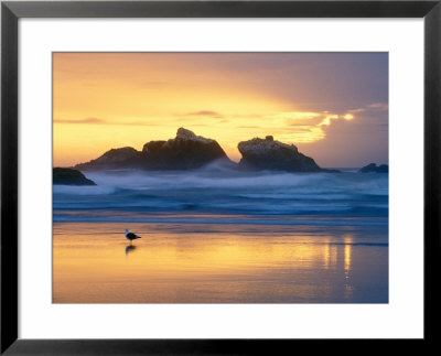 Beach At Sunset With Sea Stacks And Gull, Bandon, Oregon, Usa by Nancy Rotenberg Pricing Limited Edition Print image