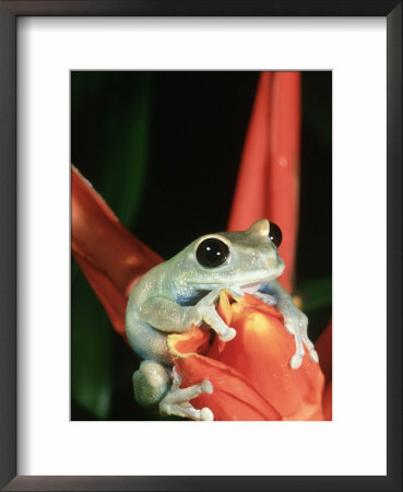 Uluguru Forest Treefrog, Tanzania by Marian Bacon Pricing Limited Edition Print image
