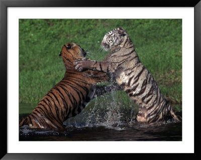 Bengal Tigers, Panthera Tigris, Endangered Species by Robert Franz Pricing Limited Edition Print image