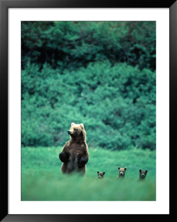Brown Bear And Cubs, Mikfik Creek, U.S.A. by Mark Newman Pricing Limited Edition Print image