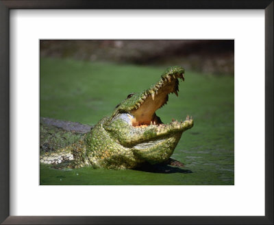 Nile Crocodile (Crocodylus Niloticus) At The Kachikaly Crocodile Pool, Bakau, Western, Gambia, The by Ariadne Van Zandbergen Pricing Limited Edition Print image