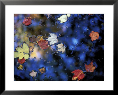 Leaves In A Pond Next To Kilburn Loop Trail, Pisgah State Park, New Hampshire, Usa by Jerry & Marcy Monkman Pricing Limited Edition Print image