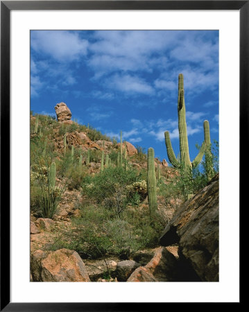 Saguaro Cactus In Sonoran Desert, Saguaro National Park, Arizona, Usa by Dee Ann Pederson Pricing Limited Edition Print image