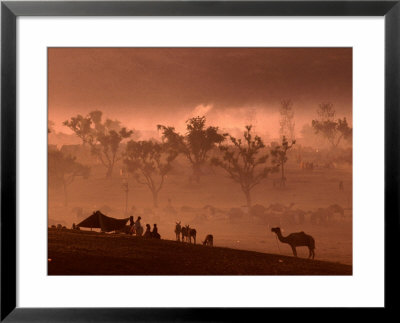 Camel And Camp At Camel Fair, Pushkar, Rajasthan, India by Dallas Stribley Pricing Limited Edition Print image