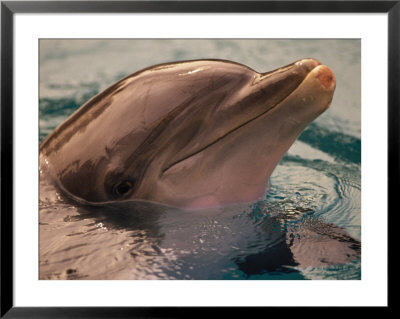 Close-Up Of Dolphin In Pool by Stewart Cohen Pricing Limited Edition Print image