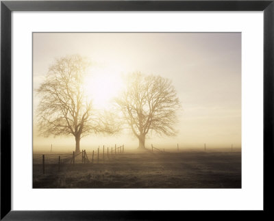 Backlit Trees And Morning Fog, Lechrain, Landsberg, Germany, Europe by Jochen Schlenker Pricing Limited Edition Print image