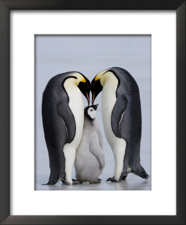 Emperor Penguin Chick And Adulta, Snow Hill Island, Weddell Sea, Antarctica, Polar Regions by Thorsten Milse Pricing Limited Edition Print image