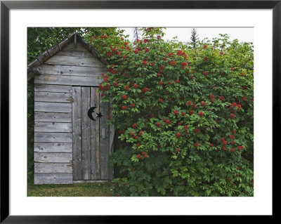 Outhouse Built In 1929 Surrounded By Blooming Elderberrys, Homer, Alaska, Usa by Dennis Flaherty Pricing Limited Edition Print image