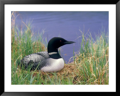 Wonder Lake And Common Loon On Nest, Denali National Park, Alaska, Usa by Darrell Gulin Pricing Limited Edition Print image