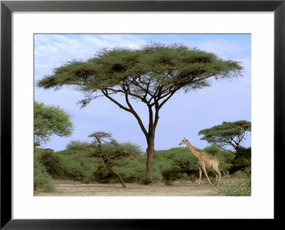 Southern Giraffe And Acacia Tree, Okavango Delta, Botswana by Pete Oxford Pricing Limited Edition Print image