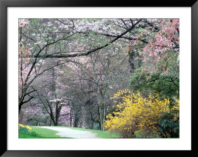 Spring Blooms In Washington Park Arboretum, Seattle, Washington, Usa by William Sutton Pricing Limited Edition Print image