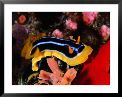 Pyjama Nudibranch Or Sea Slug In The Red Sea, Ras Mohammed National Park, Egypt by Mark Webster Pricing Limited Edition Print image