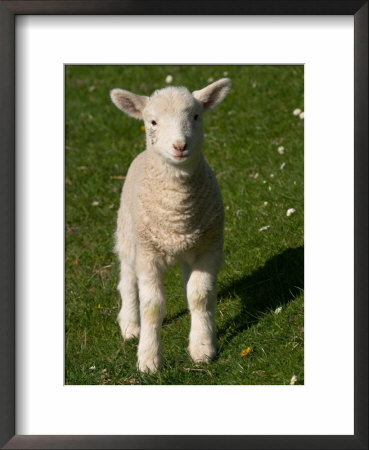 New Lamb, South Island, New Zealand by David Wall Pricing Limited Edition Print image