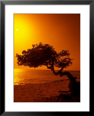 Lone Divi Divi Tree At Sunset, Aruba by Bill Bachmann Pricing Limited Edition Print image
