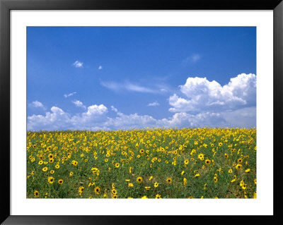 Sunflowers, Colorado, Usa by Terry Eggers Pricing Limited Edition Print image