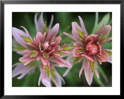Indian Paintbrush, Banff National Park, Alberta, Canada by Rob Tilley Pricing Limited Edition Print image