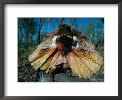 Frilled Lizard (Chlamydosaurus Kingii) In Defensive Pose, Kakadu National Park, Australia by David Curl Pricing Limited Edition Print image