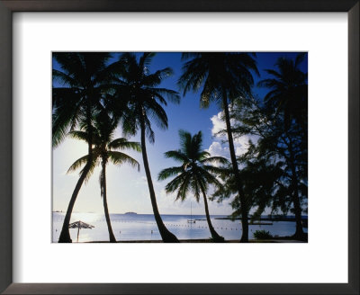 Coconut Trees On Beach, Nassau, Bahamas by Johnson Dennis Pricing Limited Edition Print image