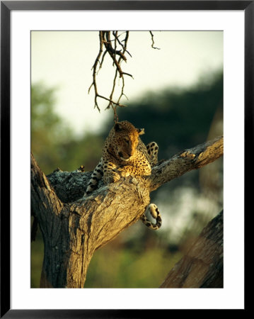 Leopard Resting In A Tree by Beverly Joubert Pricing Limited Edition Print image