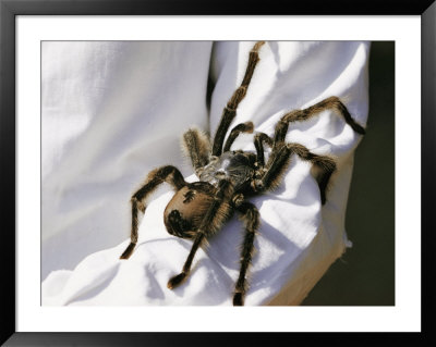A Large Tarantula Spider On A Mans Arm by W. Robert Moore Pricing Limited Edition Print image