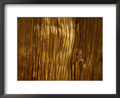 Close View Of A Weathered Foxtail Pine Bark by Marc Moritsch Pricing Limited Edition Print image
