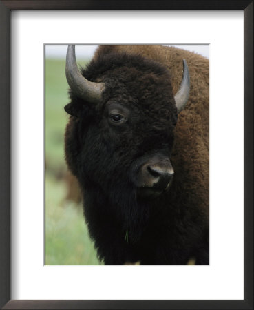 Portrait Of An American Bison by Annie Griffiths Belt Pricing Limited Edition Print image