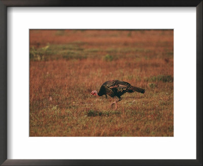 A Wild Turkey Feeds In A Field by Melissa Farlow Pricing Limited Edition Print image
