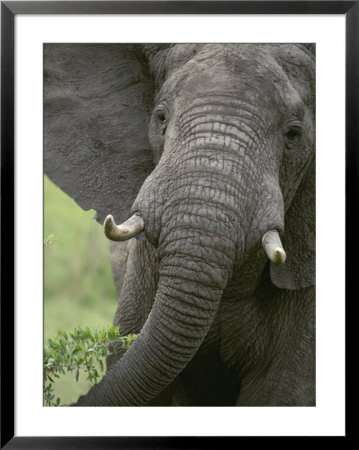 Close View Of An African Elephant by Kenneth Garrett Pricing Limited Edition Print image