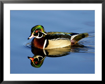 Male Wood Duck With Reflection by Russell Burden Pricing Limited Edition Print image