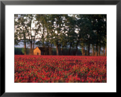 Field Of Crimson Clover Near Old House, Or by Donald Higgs Pricing Limited Edition Print image