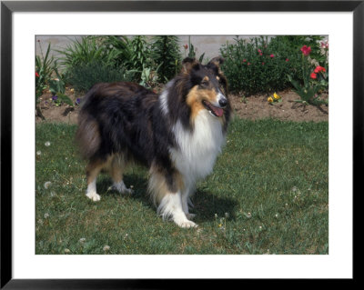 Colored Rough Collie Standing, Canada by Ralph Reinhold Pricing Limited Edition Print image