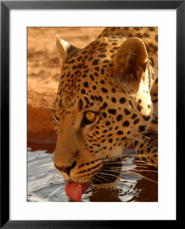 Leopard Drinking Water, Namibia, Africa by Keith Levit Pricing Limited Edition Print image