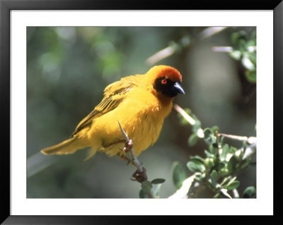 Masked Weaver, East Africa by Elizabeth Delaney Pricing Limited Edition Print image