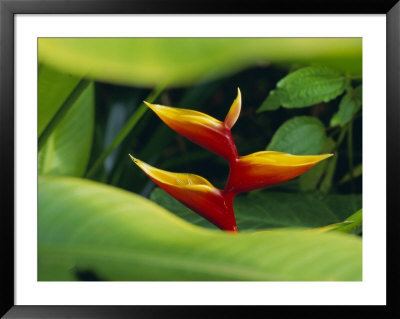 Heliconia Flower (Bird Of Paradise), Tropical Rainforest, Dominica, Caribbean, Central America by Fred Friberg Pricing Limited Edition Print image