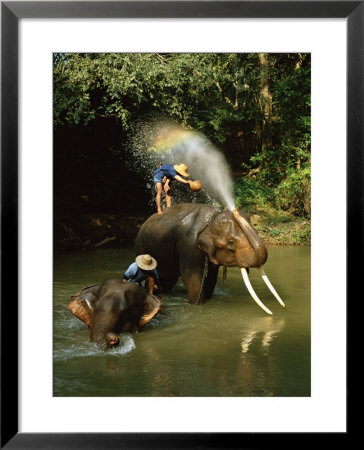 Elephants Being Washed In The River Near Chiang Mai, The North, Thailand by Gavin Hellier Pricing Limited Edition Print image