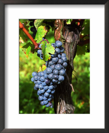 Merlot Grapes On Branch Of A Vine, Bergerac, Bordeaux, Gironde, France by Per Karlsson Pricing Limited Edition Print image