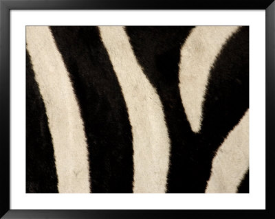 Close-Up Of Zebra Stripes, Masai Mara, Kenya by Arthur Morris Pricing Limited Edition Print image