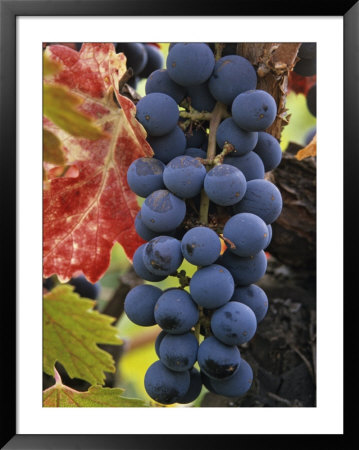 Detail Of Cabernet Savignon Grapes On The Vine In Napa Valley, California, Usa by Dennis Flaherty Pricing Limited Edition Print image