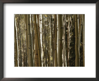 A Large Grouping Of Birch Trees by Paul Damien Pricing Limited Edition Print image