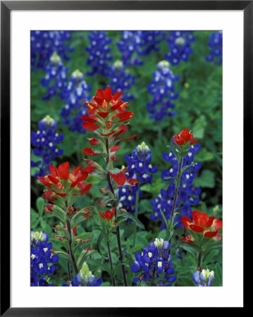 Texas Bluebonnet And Indian Paintbrush, Texas, Usa by Claudia Adams Pricing Limited Edition Print image