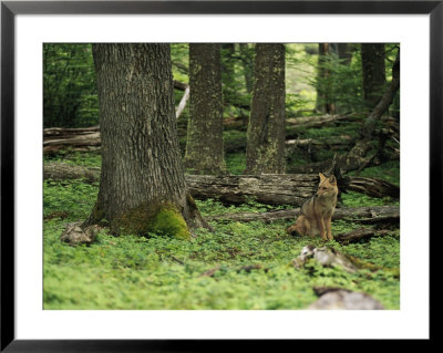 A Fox Sits In A Green Woodland by Bill Hatcher Pricing Limited Edition Print image